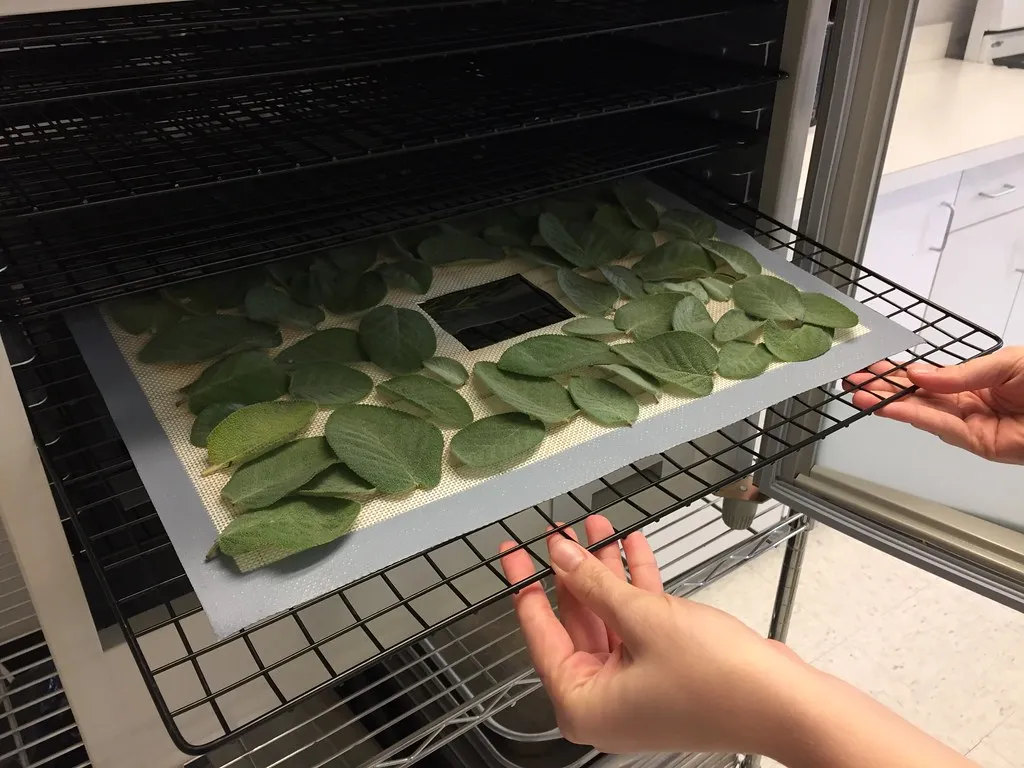 Hands sliding a rack of green leaves into a drying cabinet