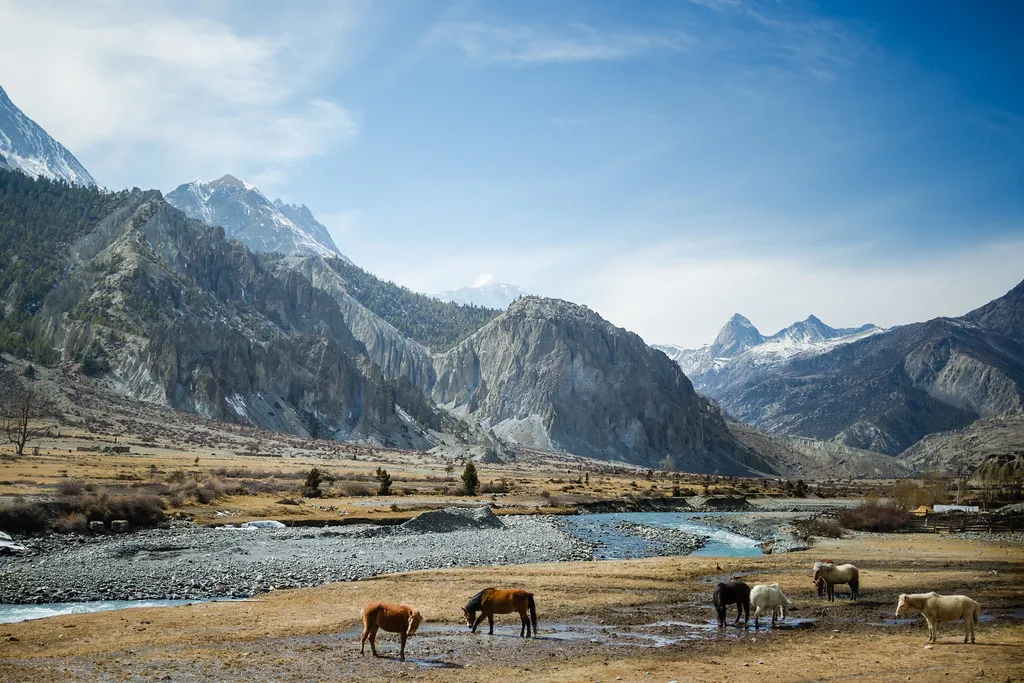 Horses grazing on a dry river plain in a Himalayan valley below rocky mountains